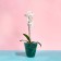 Pot for orchids, 2.5 l, 16.4 × 18.5 cm, plastic, transparent-turquoise