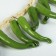 Flood "Buegal" 12 peppers, 45 cm, green