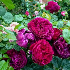 Sahenian Rose Falstaff, Tuba, Spring 2025
