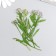 Sukhotzet "meadow flower" lilac h = 5-8 cm