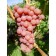 Libyan Grape seedling, 1 pc, spring 2024