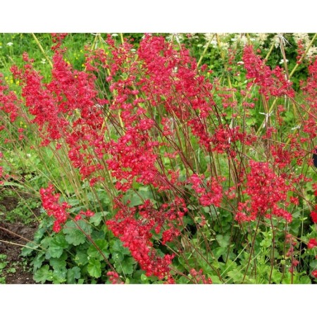 Heichera (Heuher) Blood-red coral Forest, rr I, 1 pc, spring 2025