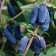 Seedling honeysuckle Blue/ edible Bazhovskaya, P9 pot, summer 2024