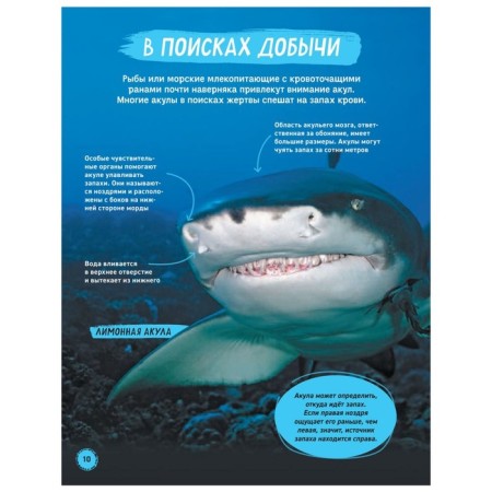 Sharks. Illustrated encyclopedia. Mason P.-6