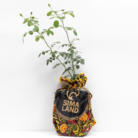 Seedling rose Perpetool Yors, climbing, pot 2 l., Summer 2024