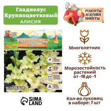 Гладиолус Крупноцветковый "Алисия", р-р 8/10, 7 шт,