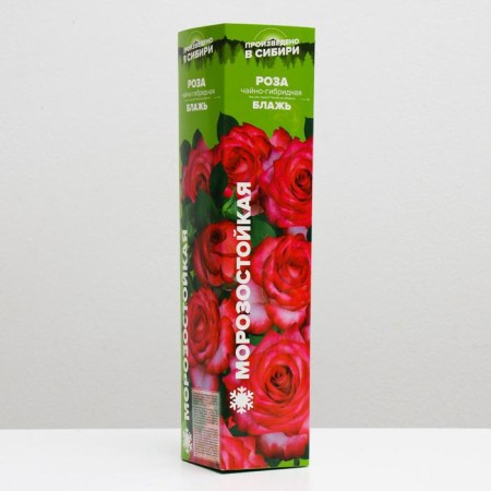 Rosa seedlings of a whim, spring 2024, 1 pc.