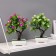 Bonsai in a pot "A tree with thin leaves and flowers" 10x24 cm, mix