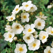 Sahenian bastard shrub 