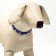 A collar with blunt spikes 38 x 1.5 cm, Osh 26-33, frost-resistant PU, blue