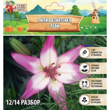 Lilia Asian "Levy", district 12/14, 3 pcs, spring 2024