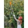 Fruiter, d = 11 cm, telescopic stalk 120 - 180 cm, Greengo