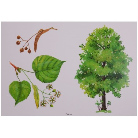 GEF. The world in pictures. Trees and leaves. Minisheva T.-2