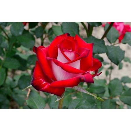Seedling rose "Osiria", tube, spring 2025