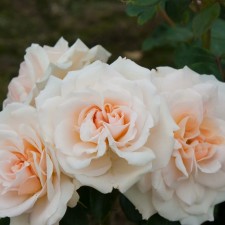 Seedling rose 