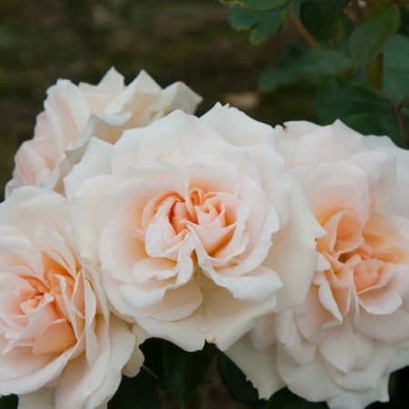 Seedling rose "kuin palace", tube, spring 2025