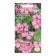 Flower seeds Pelargonium "Arba", Euro, 5 pcs