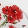 Board of the shed share "Red poppies", D = 18.5 cm