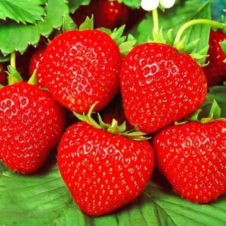 Frigoro bravura's strawberry seedling (Bravura) a (9-15 mm), 5 pcs