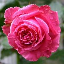 Seedling rose Auguste Renoir, Hybrid Tea, pot 2 l., Summer 2024
