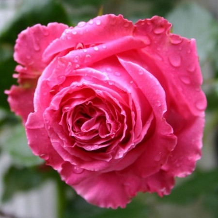 Seedling rose Auguste Renoir, Hybrid Tea, pot 2 l., Summer 2024