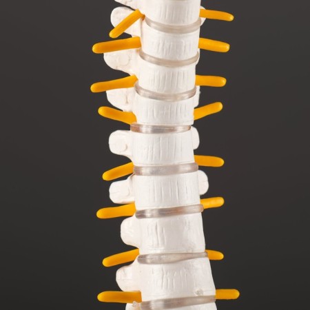 Ladmer's model "Human spine" 44*12cm-5
