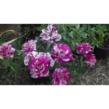 Rosa seedling 