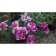 Rosa seedling "Papale Tier", pot of C4, summer 2024