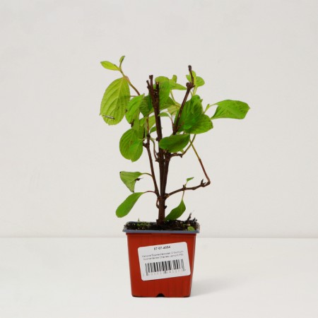 Sahenian Kalina Bodnantenskaya "Charles Lamont", pot P9, Summer 2024-2