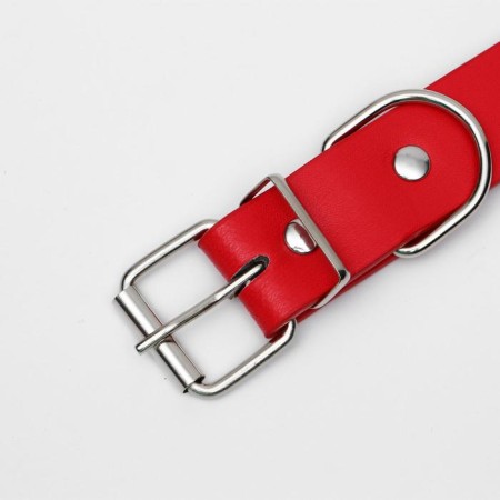 Animal collar-3