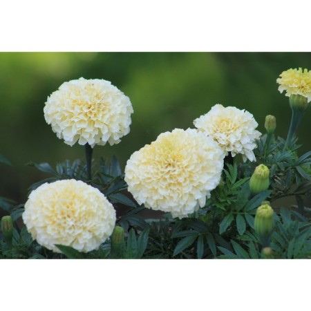 Семена Бархатцы "Эльбрус"