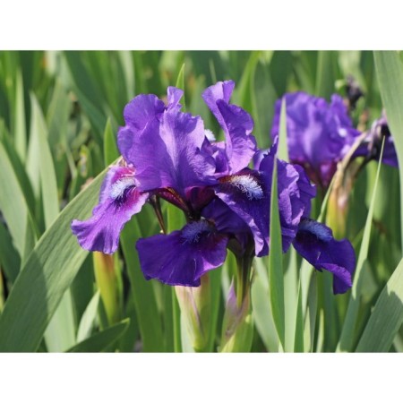 Iris Karloviki Benberry Raffles, Rr. I, 1 pc, spring 2024