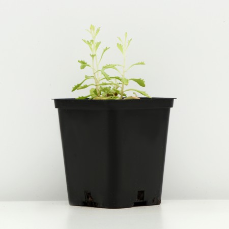 Colorbow peeling, P9 pot (readiness June), 1 pc, spring 2024-1