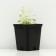 Colorbow peeling, P9 pot (readiness June), 1 pc, spring 2024