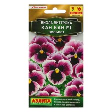 Viola flowers 