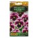 Viola flowers "Kan Kan", F1, Velvet, DV, 7 pcs.