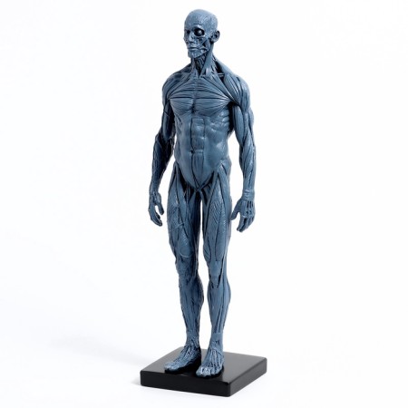 Model "Human Body" 29cm-1