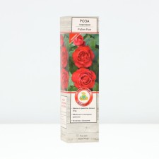 Seedling rose park 