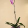 Support for orchids, h = 44 cm, plastic, transparent, mix