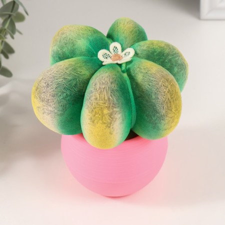 Growing gift Eco -Zhizhivchik "Cactus Astrophytum" ​​Pink-2