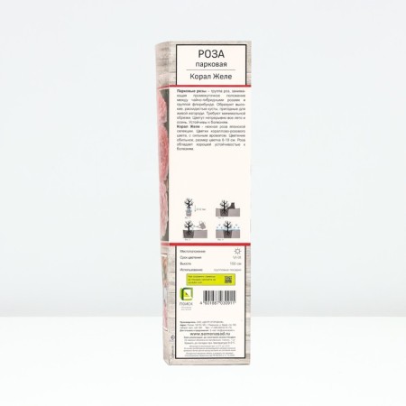 Seedling rose Park "coral jelly", tube, 1 pc, spring 2025-1