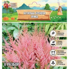 Астильба Арендса "Erika" р-р II, 2 шт, Весна 2024