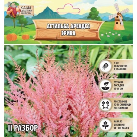 Astilba Lesshand "Erika" rr II, 2 pcs, spring 2024