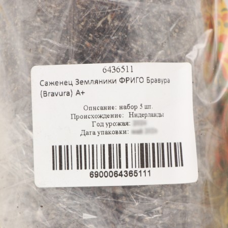 Strawberry seedlings of Frigo Bravura (Bravura) a+, 5 pcs-3