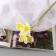 Artificial flowers "Narcissus Lux" Diam.Catka-5cm (6 pieces in a bunch) 30 cm, white-yellow