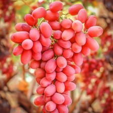 Grapes seedling 
