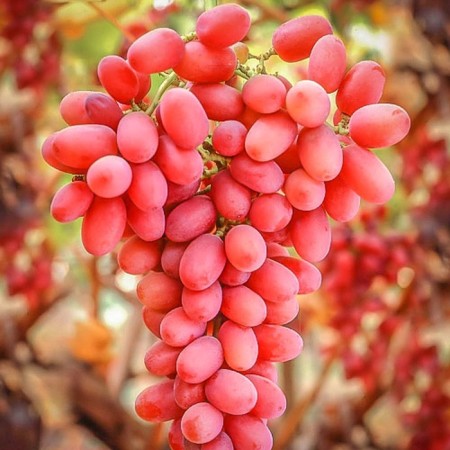 Grapes seedling "King Ruby", tube, spring 2025