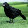 Figure "Raven" 27x8x17cm