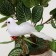 A bird for decoration and floristry, on the clothespin, white, plastic, 1 pc., 8 x 8 cm