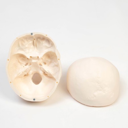 Model "Human Skull" 20*15*18cm-5